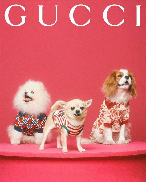 gucci pet 1 op 1|gucci pet collection.